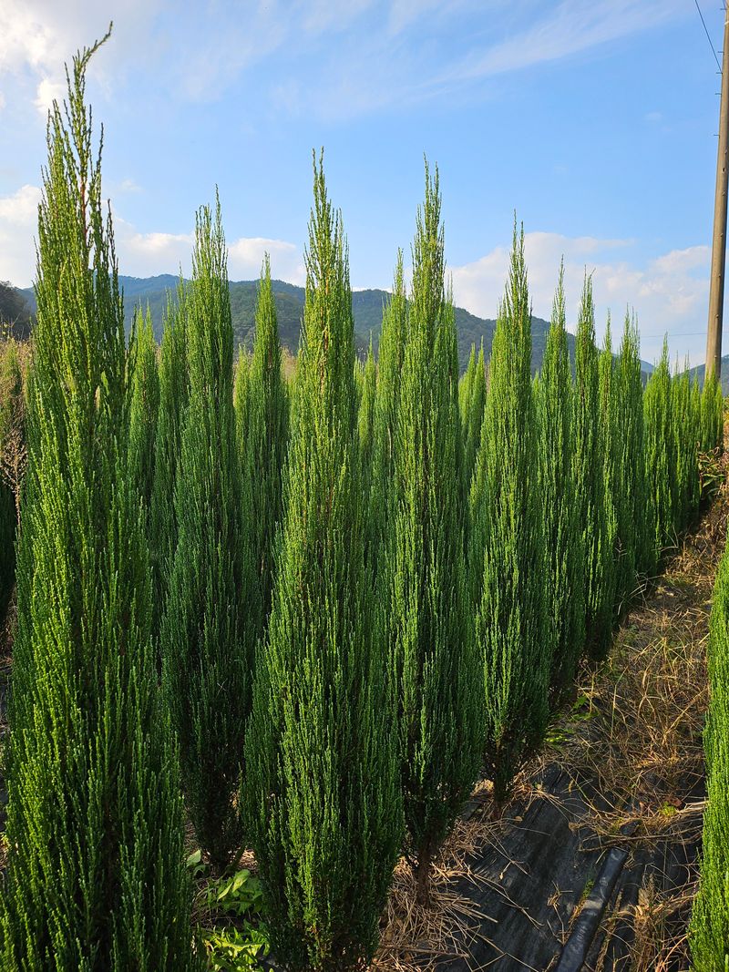 장터 상품 [정원수 블루 애로우 판매] 썸네일