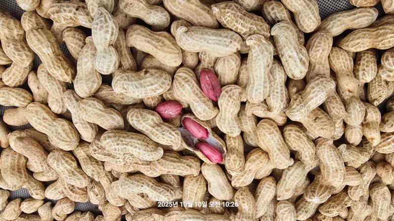 황규복(달구지)님의 장터 판매 상품 [적색땅콩] 첨부 사진