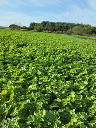 당진수농원박선이님의 자유주제 · 자유게시판 작성글 사진