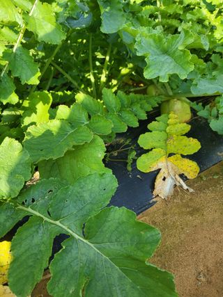 당진수농원박선이님의 자유주제 · 자유게시판 작성글 사진