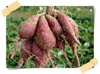 조미숙님의 장터 판매 상품 [고구마 10kg] 첨부 사진