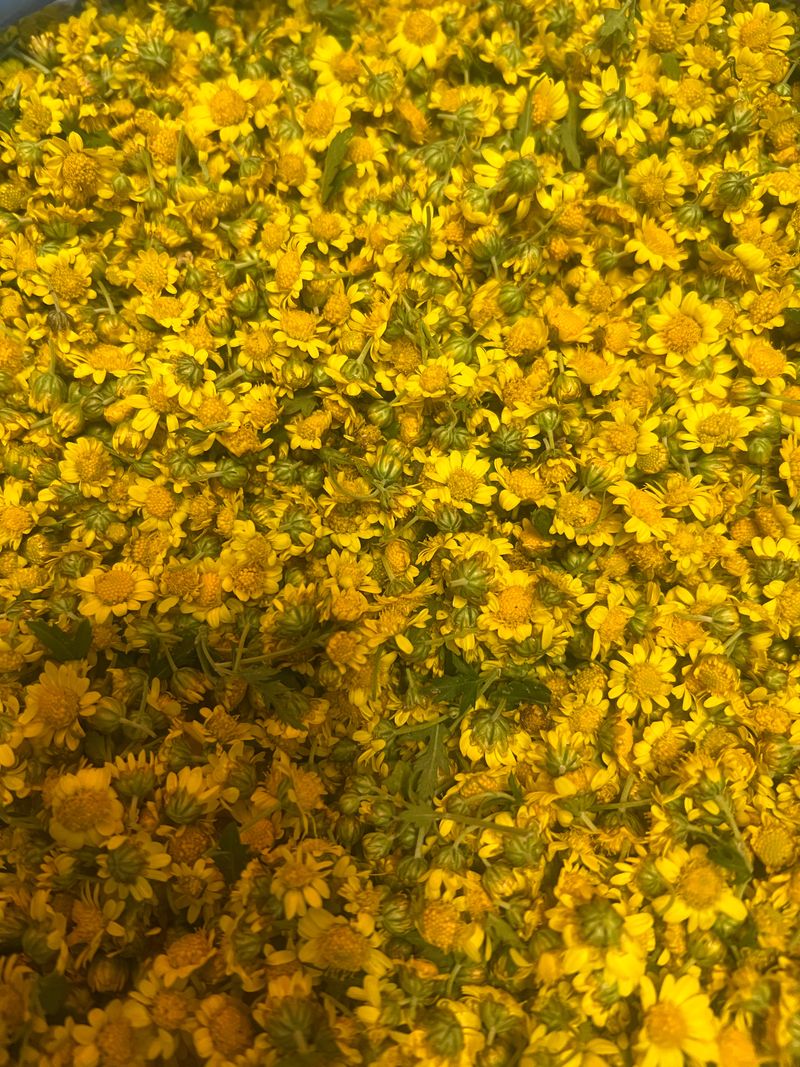 장터 상품 [산국화꽃(건조)] 썸네일