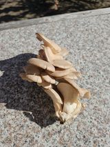 팜모닝 자유주제·자유게시판 게시글 이미지