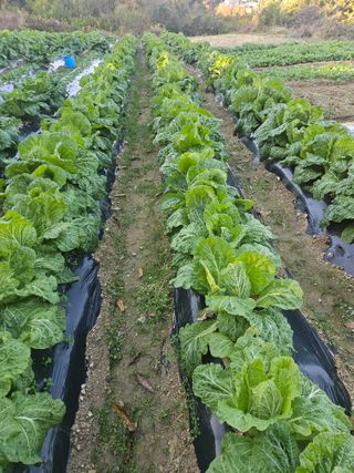 고사리.밤.육쪽마늘님의 자유주제 · 사진전 작성글 사진