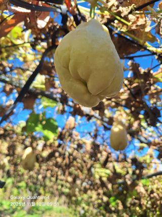 (복조리농장)김찬두님의 자유주제 · 자유게시판 작성글 사진