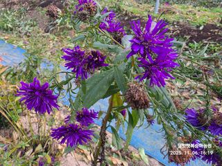 달맛햇복숭아농원님의 자유주제 · 사진전 작성글 사진