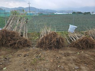 일심묘목농원님의 자유주제 · 자유게시판 작성글 사진