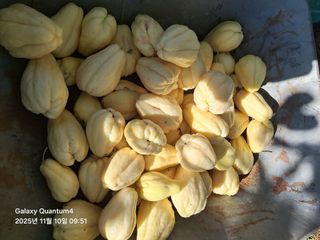 (복조리농장)김찬두님의 자유주제 · 자유게시판 작성글 사진