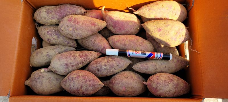 성산리농장(흑염소)님의 장터 판매 상품 [호박고구마(호풍미)10kg] 첨부 사진