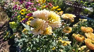 작은꽃밭님의 자유주제 · 자유게시판 작성글 사진