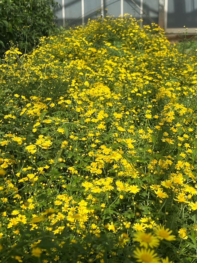 김선오님의 장터 판매 상품 [산국화꽃(건조)] 첨부 사진