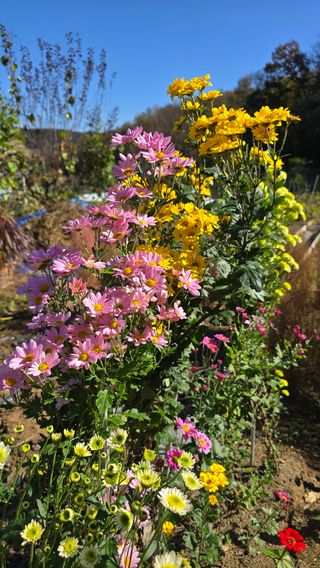 작은꽃밭님의 자유주제 · 자유게시판 작성글 사진