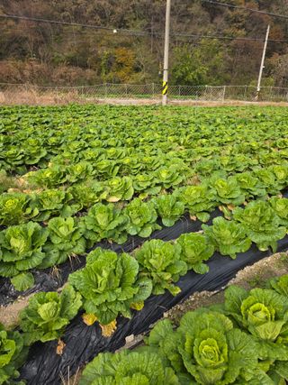 오태원님의 자유주제 · 자유게시판 작성글 사진