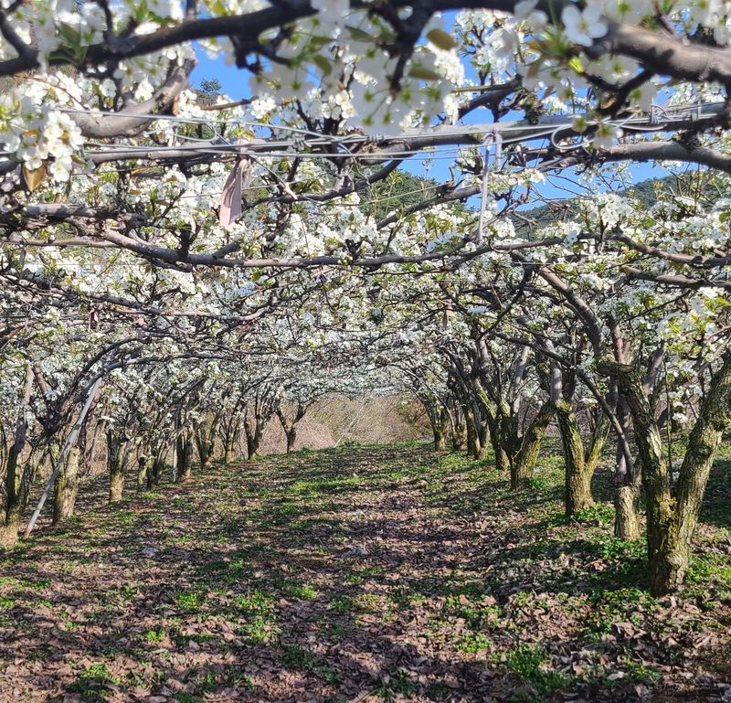윤성한님의 장터 판매 상품 [[농장직판 특가 한정] 안동햇배(가정용,선물용) / 100%순수 배즙(전상품 택배비 포함)] 첨부 사진