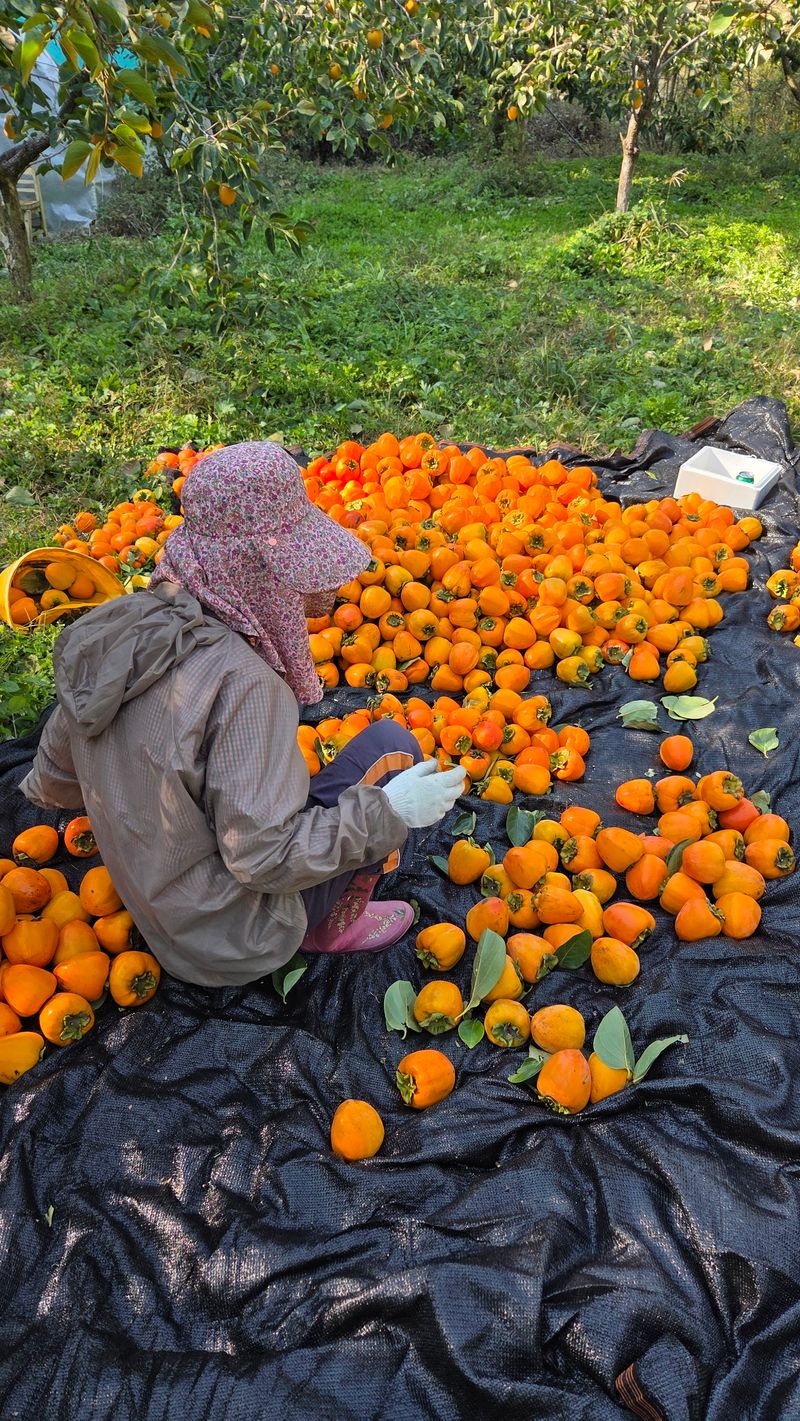 장터 상품 [대봉감 10kg] 썸네일