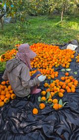 팜모닝 · 게시글 이미지