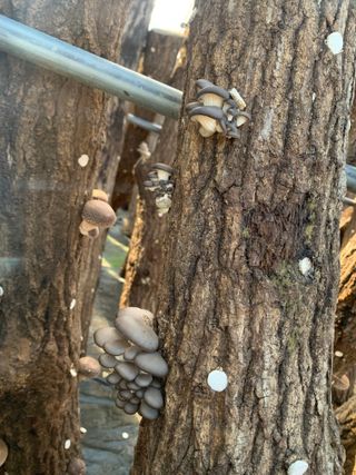 한밭농원님의 자유주제 · 자유게시판 작성글 사진