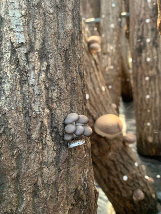 한밭농원님의 자유주제 · 자유게시판 작성글 사진