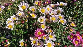 작은꽃밭님의 자유주제 · 자유게시판 작성글 사진