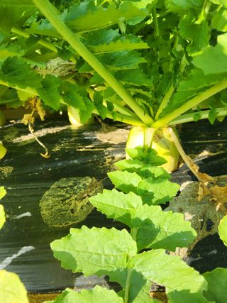 당진수농원박선이님의 자유주제 · 자유게시판 작성글 사진