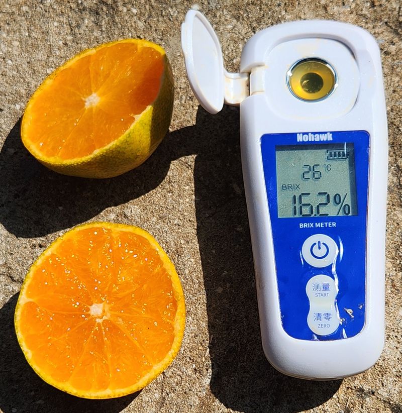 장터 상품 [고당도 감귤(유라) 10kg 무료배송(판매종료)] 썸네일