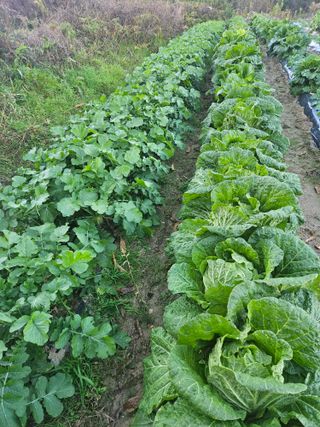 고사리.밤.육쪽마늘님의 자유주제 · 사진전 작성글 사진