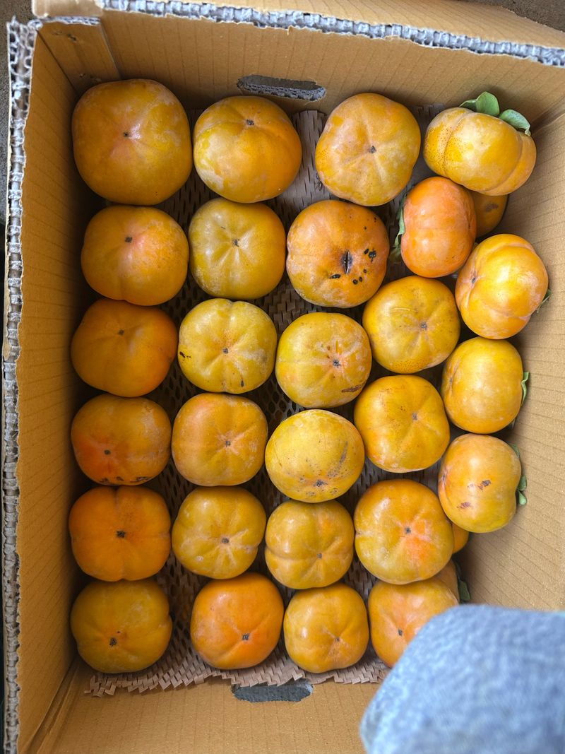 단감대봉시금치당님의 장터 판매 상품 [단감 차량 또는 부유] 첨부 사진