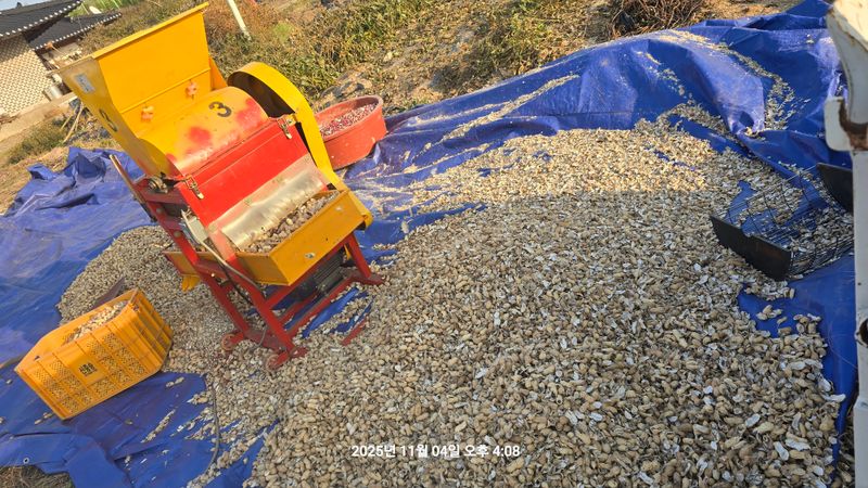 황규복(달구지)님의 장터 판매 상품 [적색땅콩] 첨부 사진