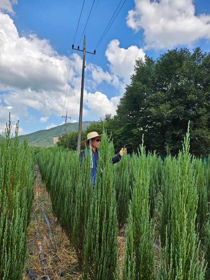 오색땅콩님의 장터 판매 상품 [정원수 블루 애로우 판매] 첨부 사진