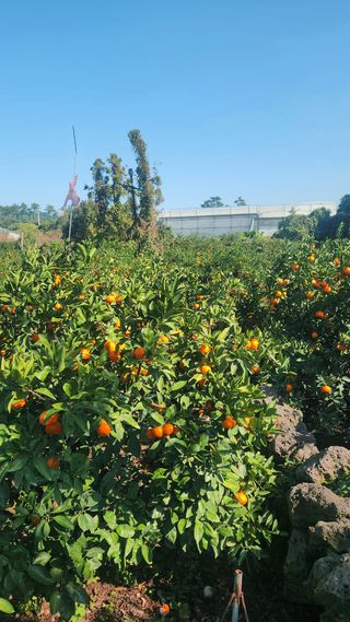 김행복님의 작성글 사진