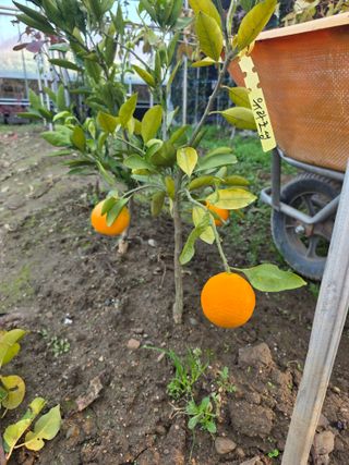 일심묘목농원님의 자유주제 · 자유게시판 작성글 사진