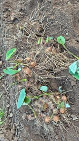 팜모닝 자유주제·자유게시판 게시글 이미지