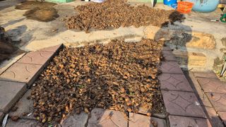 김양미건우네벌꿀농장님의 자유주제 · 자유게시판 작성글 사진