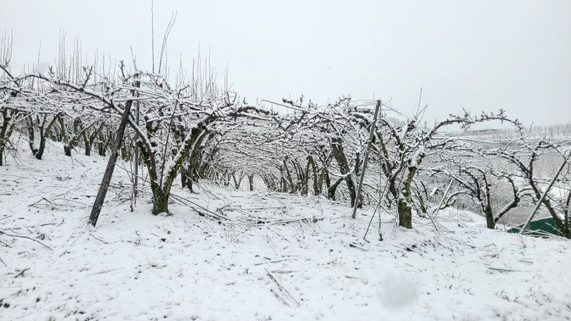 윤성한님의 장터 판매 상품 [[농장직판 특가 한정] 안동햇배(가정용,선물용) / 100%순수 배즙(전상품 택배비 포함)] 첨부 사진