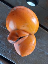 팜모닝 자유주제·자유게시판 게시글 이미지