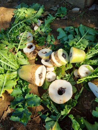 김영수님의 자유주제 · 자유게시판 작성글 사진