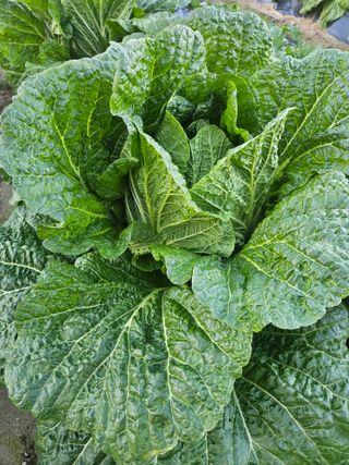 고사리.밤.육쪽마늘님의 자유주제 · 사진전 작성글 사진