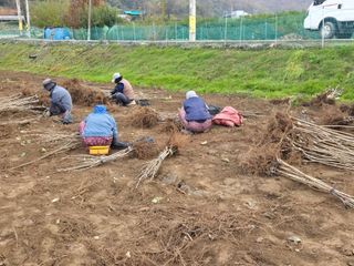 일심묘목농원님의 자유주제 · 자유게시판 작성글 사진
