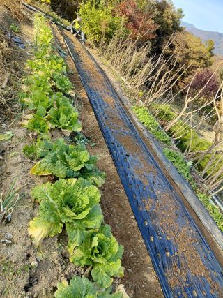 이박농장님의 자유주제 · 자유게시판 작성글 사진