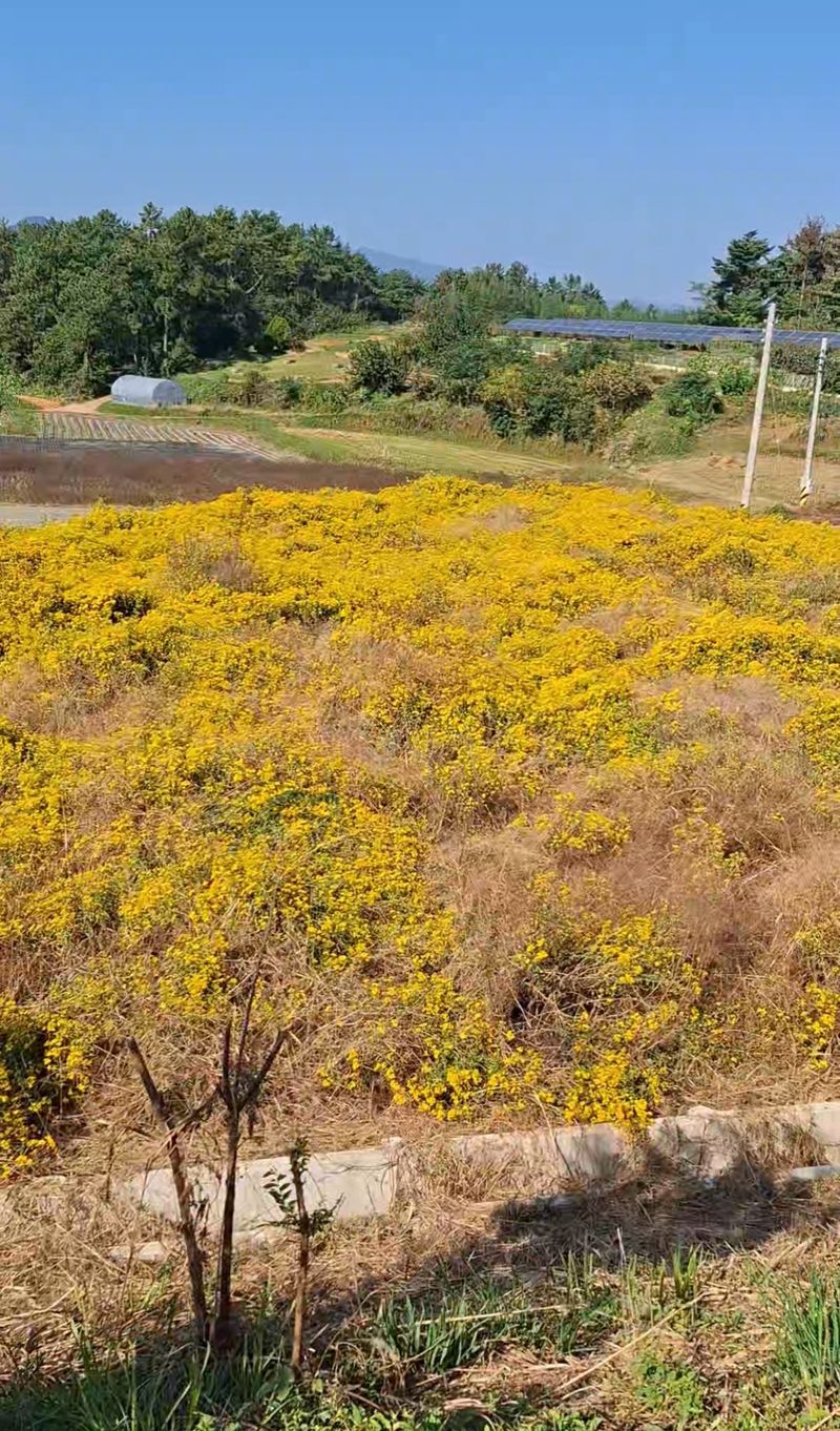 김선오님의 장터 판매 상품 [산국화꽃(건조)] 첨부 사진