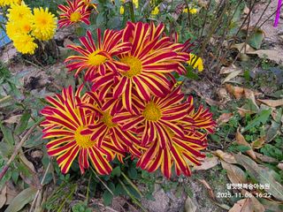 달맛햇복숭아농원님의 자유주제 · 사진전 작성글 사진