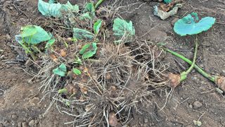 김양미건우네벌꿀농장님의 자유주제 · 자유게시판 작성글 사진