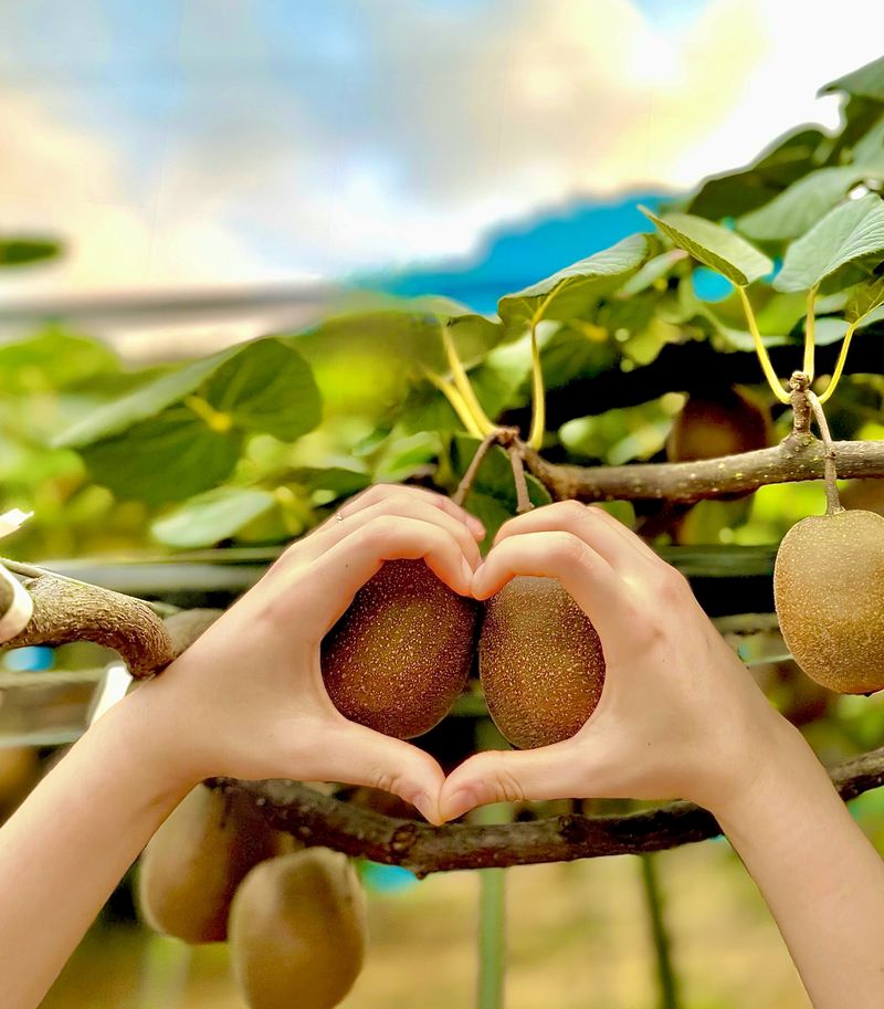 농부손녀님의 장터 판매 상품 [[슈퍼푸드 그린키위] 왕실황제 키위 5kg 10kg] 첨부 사진