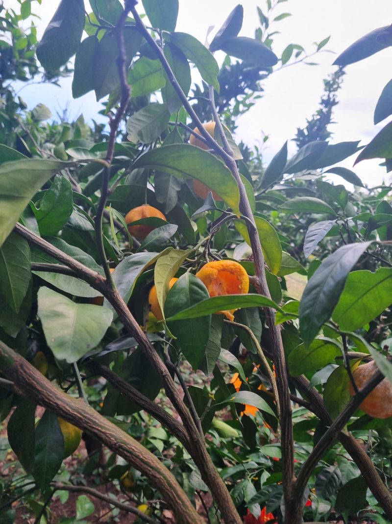 부금리(금강농원)님의 장터 판매 상품 [극조생귤 (왕빵귤)] 첨부 사진