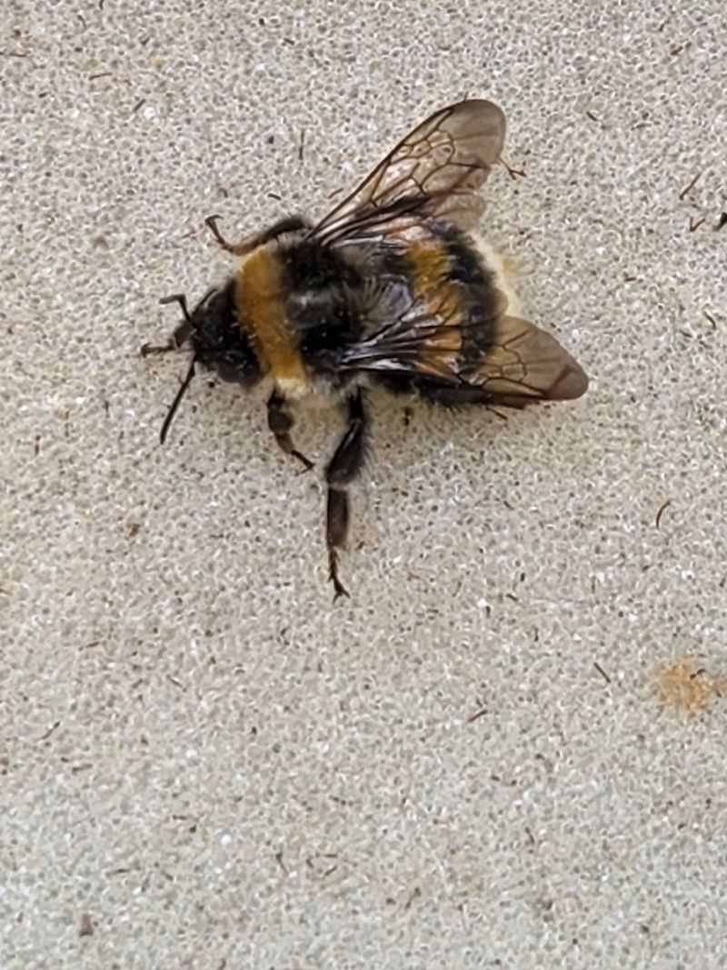 안성화님의 장터 판매 상품 [산청 설향 딸기 1kg] 첨부 사진