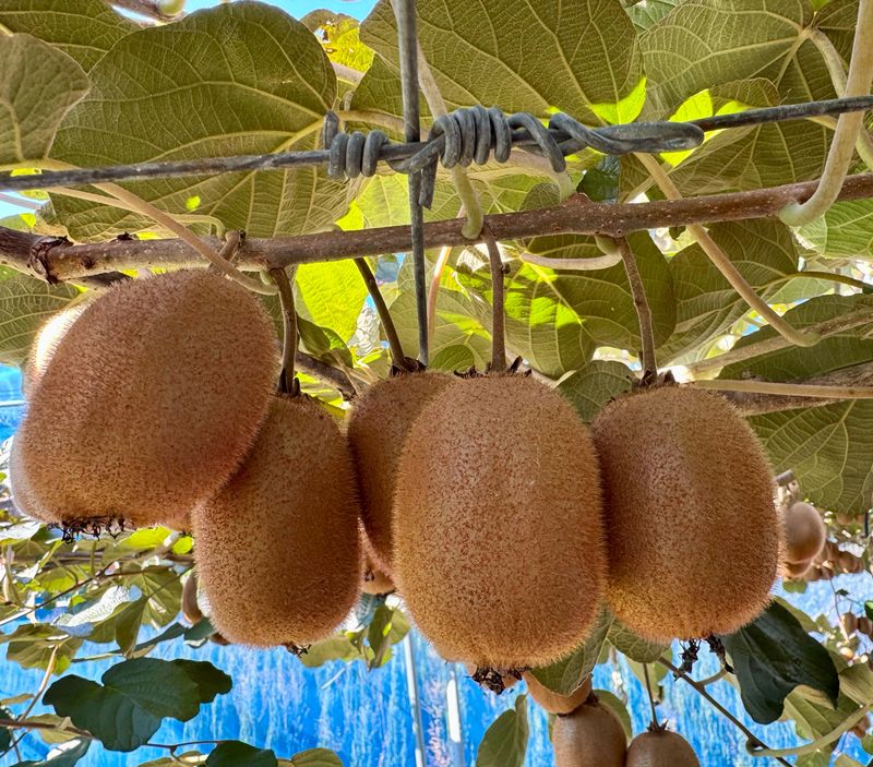 농부손녀님의 장터 판매 상품 [[슈퍼푸드 그린키위] 왕실황제 키위 5kg 10kg] 첨부 사진