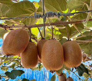 농부손녀님의 작성글 사진