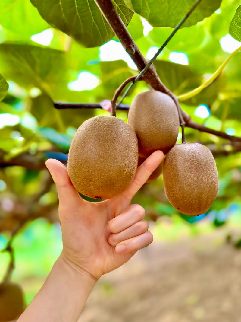 농부손녀님의 장터 판매 상품 [[슈퍼푸드 그린키위] 왕실황제 키위 5kg 10kg] 첨부 사진