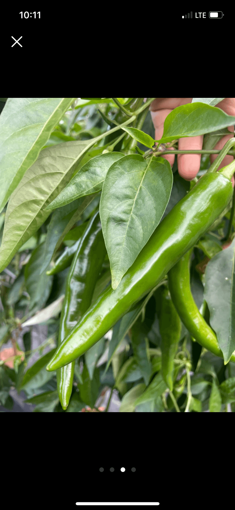 호동댁님의 장터 판매 상품 [// 비타민풋고추 3키로 //] 첨부 사진