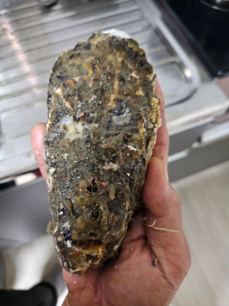 김진국님의 장터 판매 상품 [(산지직송)완도 석화포 길이 15cm 중량 300g 이상 2년산 프리미엄석화 10kg] 첨부 사진